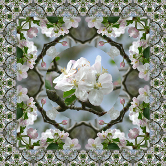 Apple Blossoms