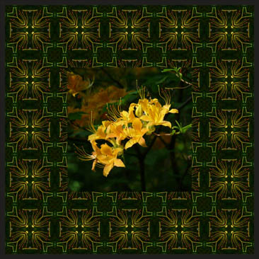 Flame Azalea