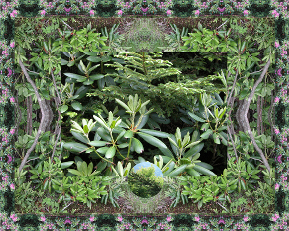 Roan Mountain Greenery